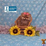 pomeranian puppy posted by Rhonda Wallace